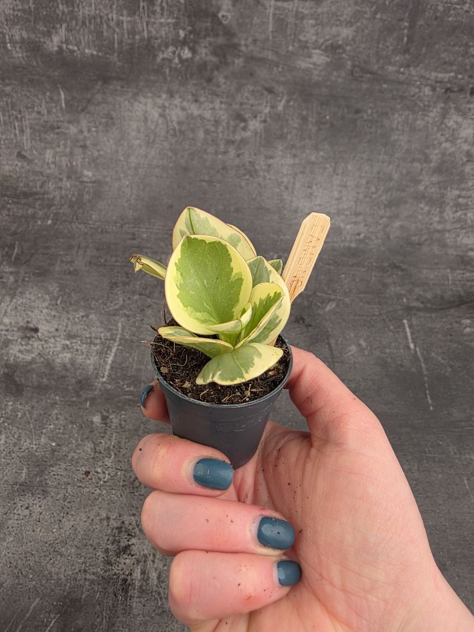 Peperomia variegata mini