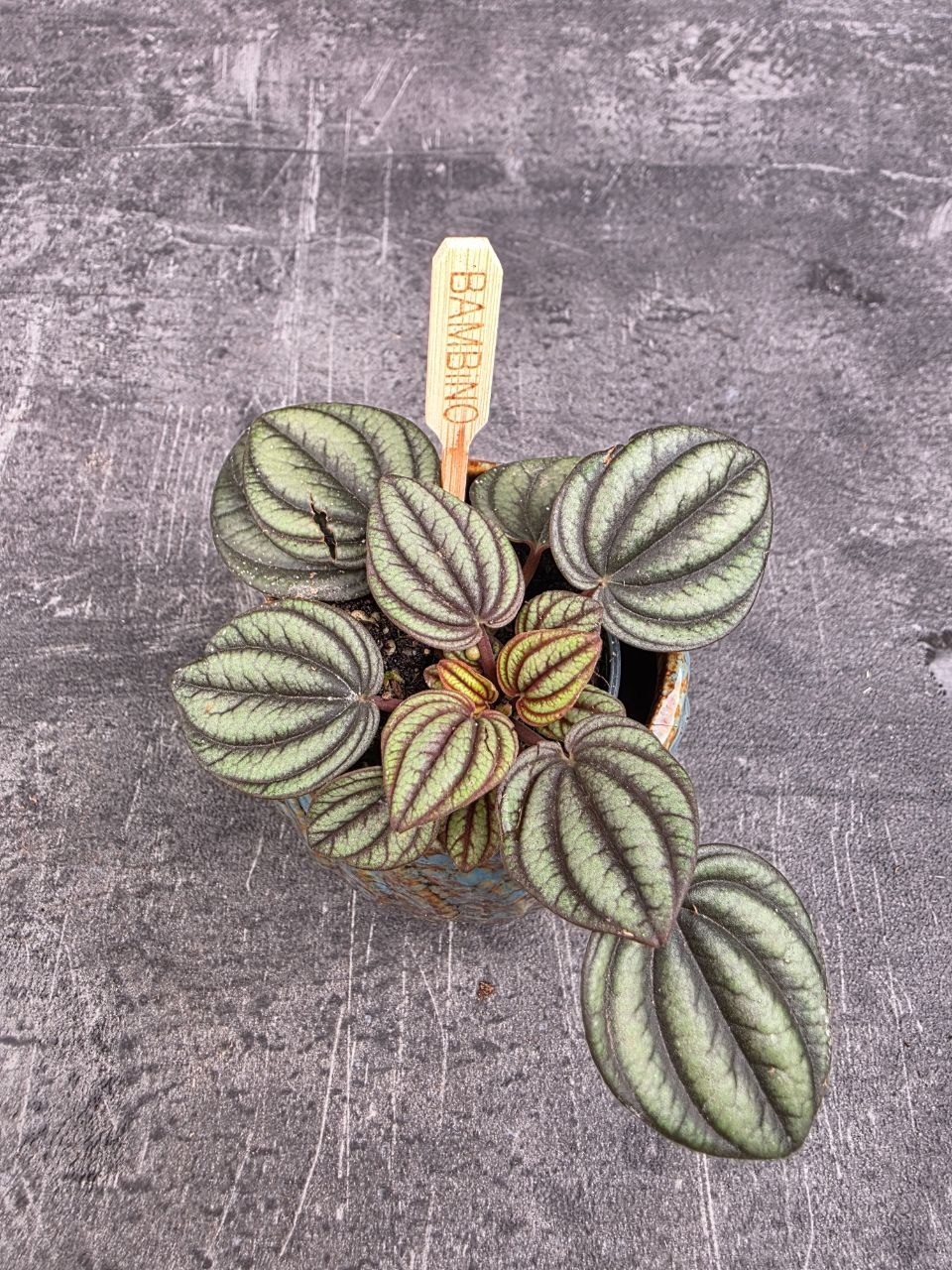 Peperomia žíhaná mini