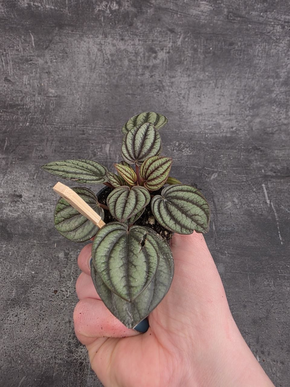 Peperomia žíhaná mini