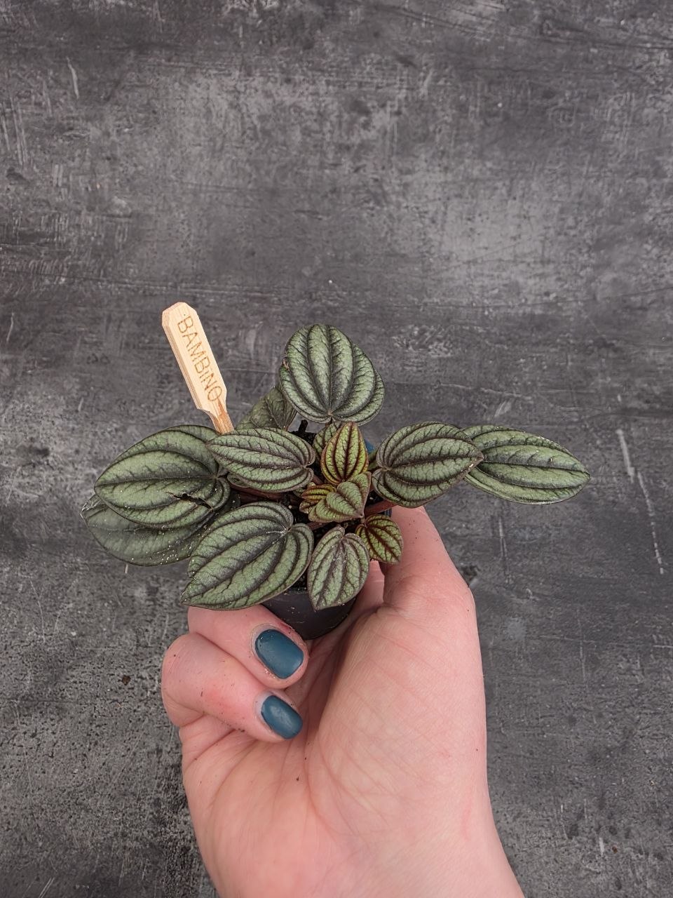 Peperomia žíhaná mini