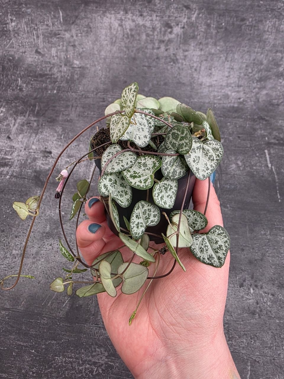 Ceropegia zelená