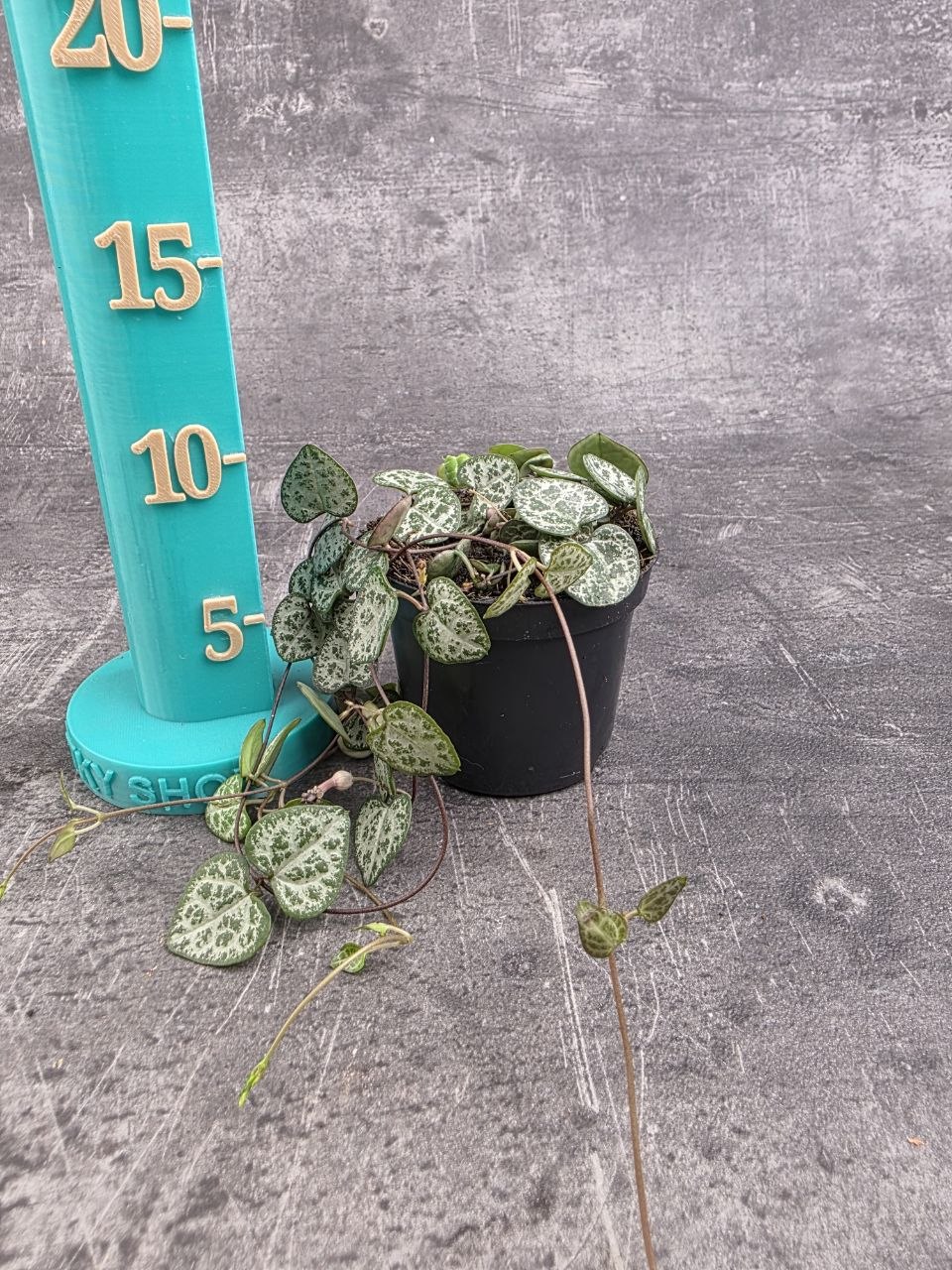 Ceropegia zelená