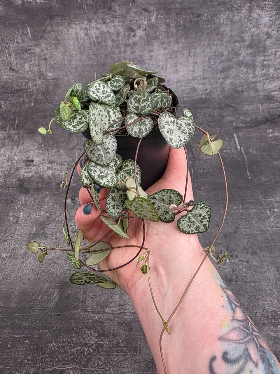 Ceropegia zelená