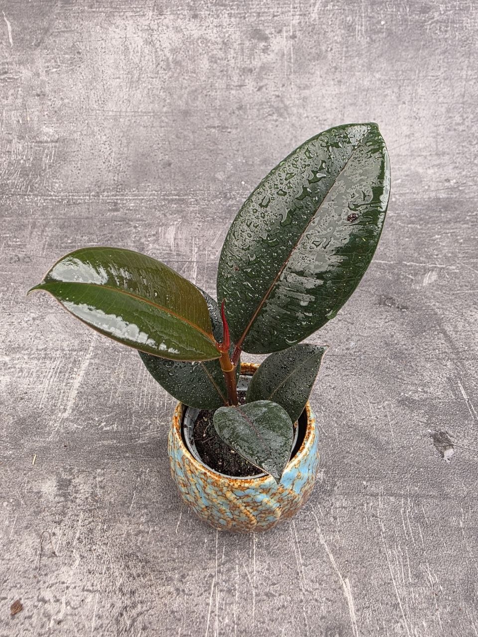 Ficus Robusta mini