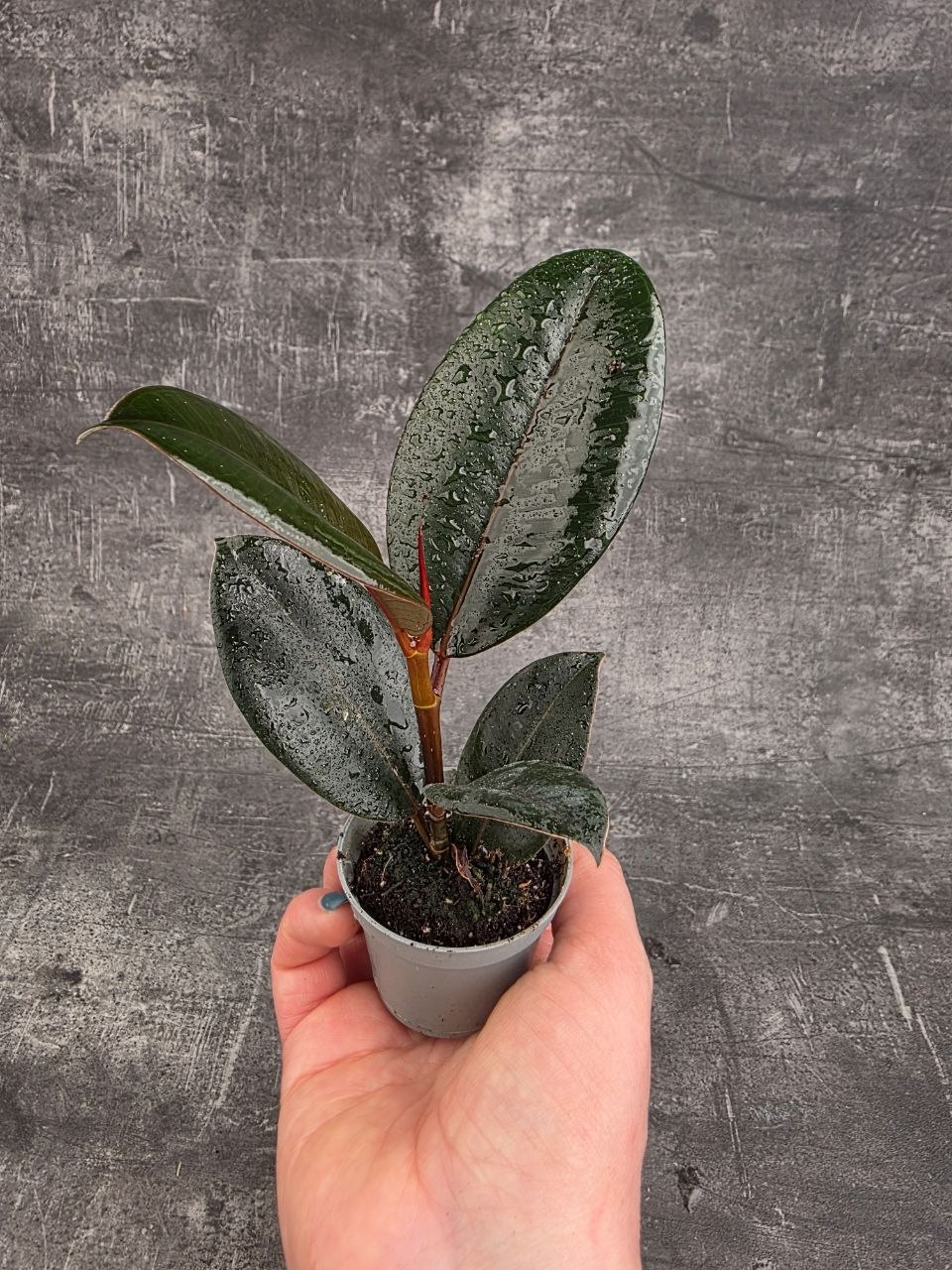 Ficus Robusta mini