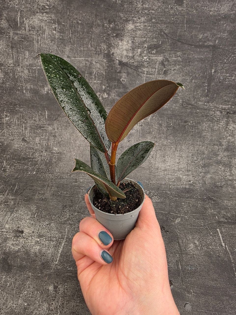 Ficus Robusta mini