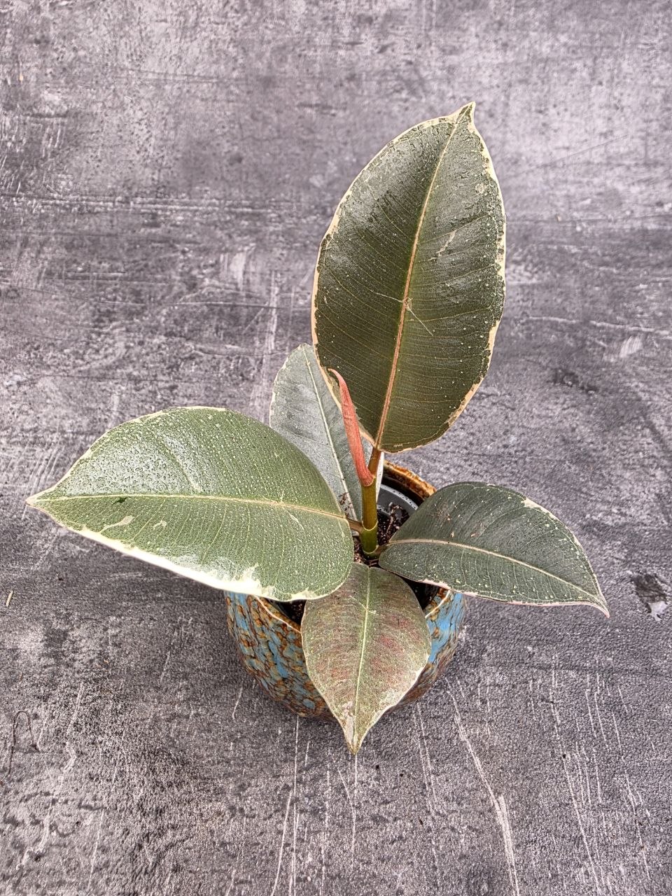 Ficus Belize mini
