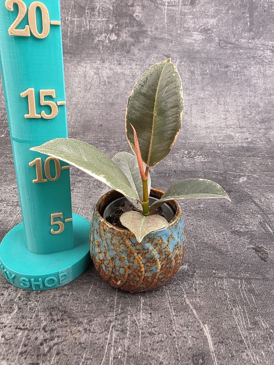 Ficus Belize mini