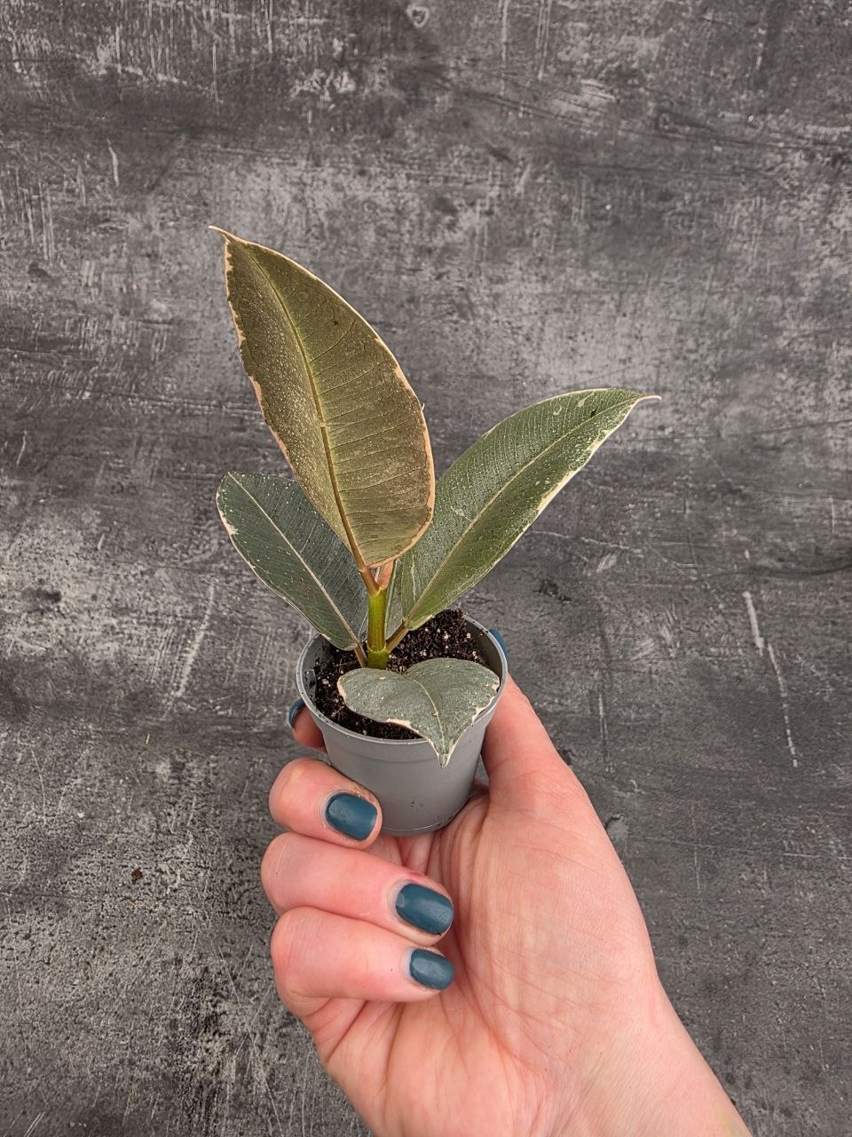 Ficus Belize mini