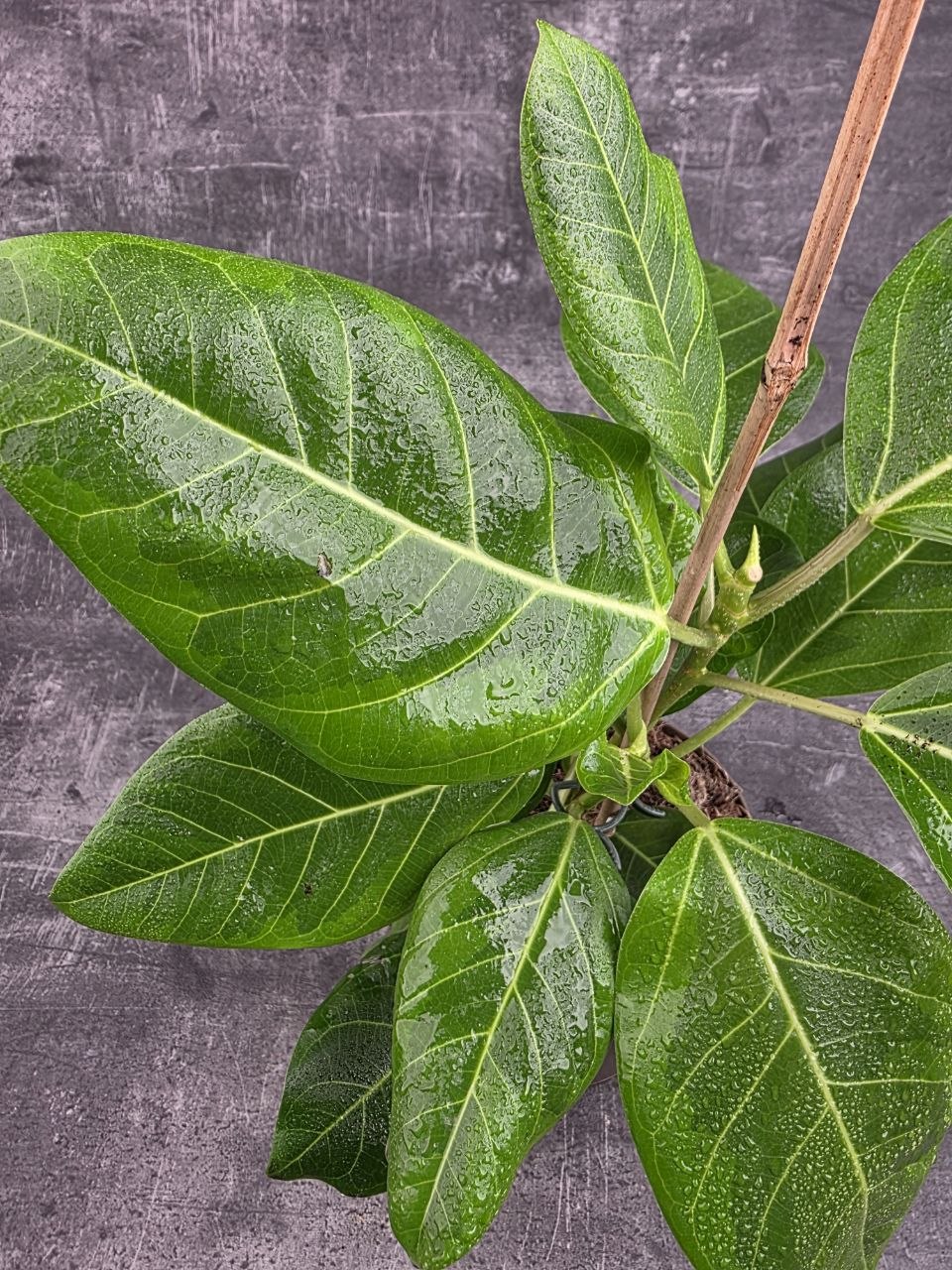 Ficus Altissima Yellow