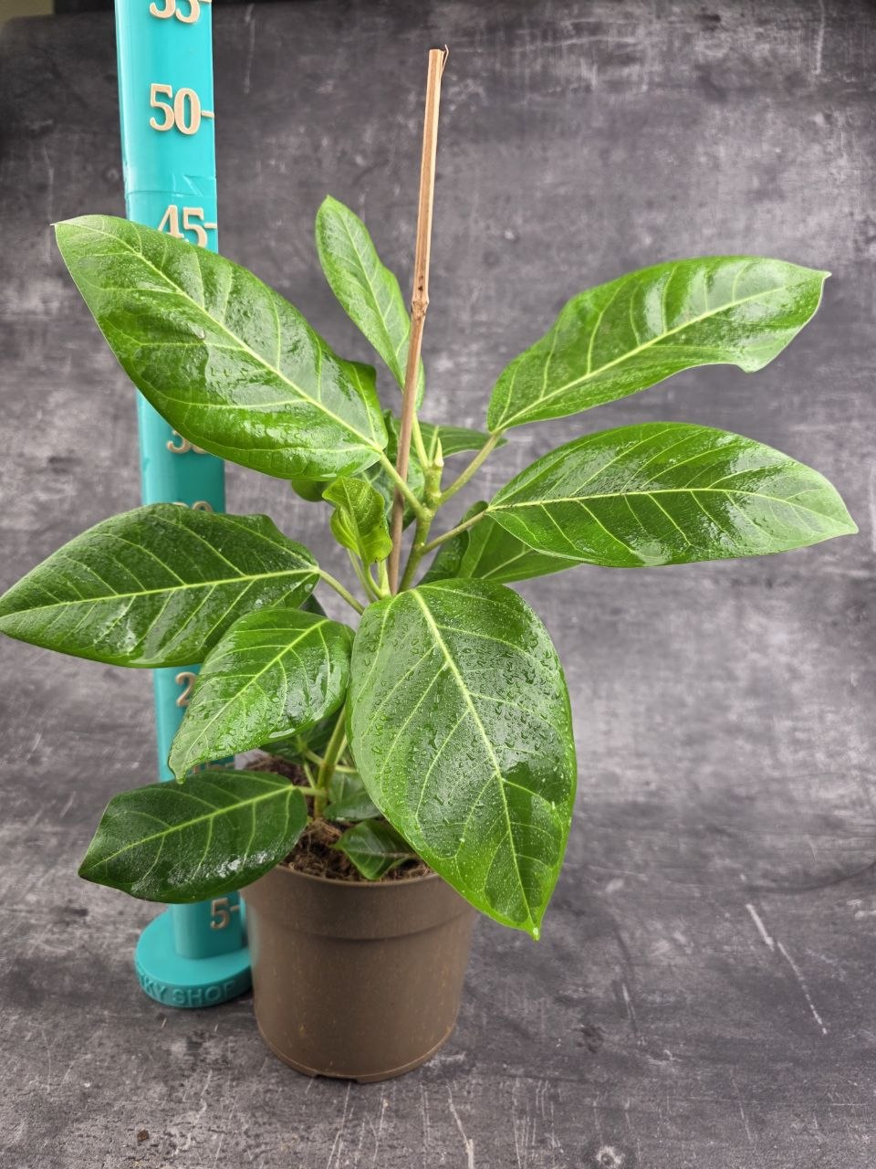 Ficus Altissima Yellow