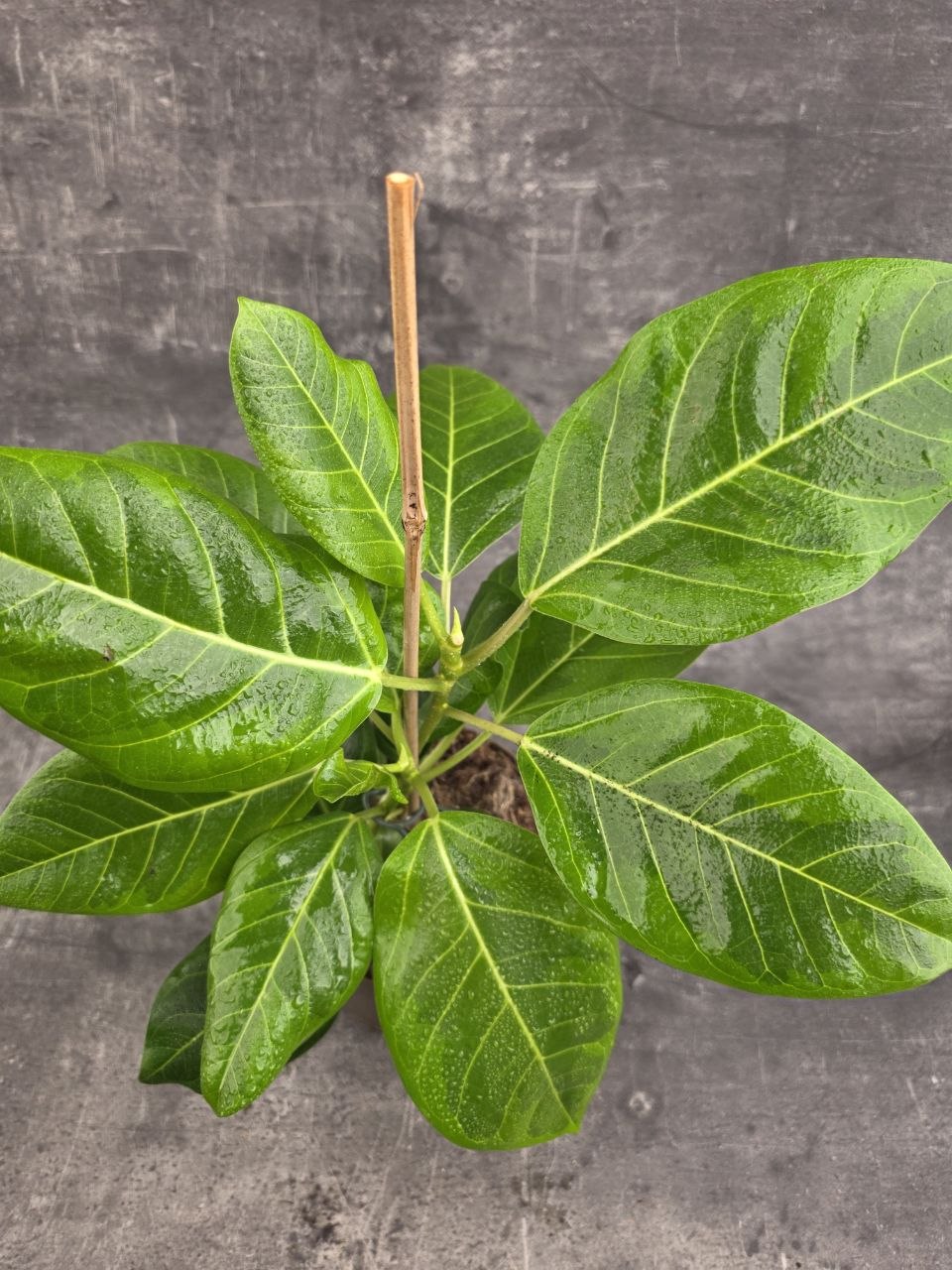 Ficus Altissima Yellow