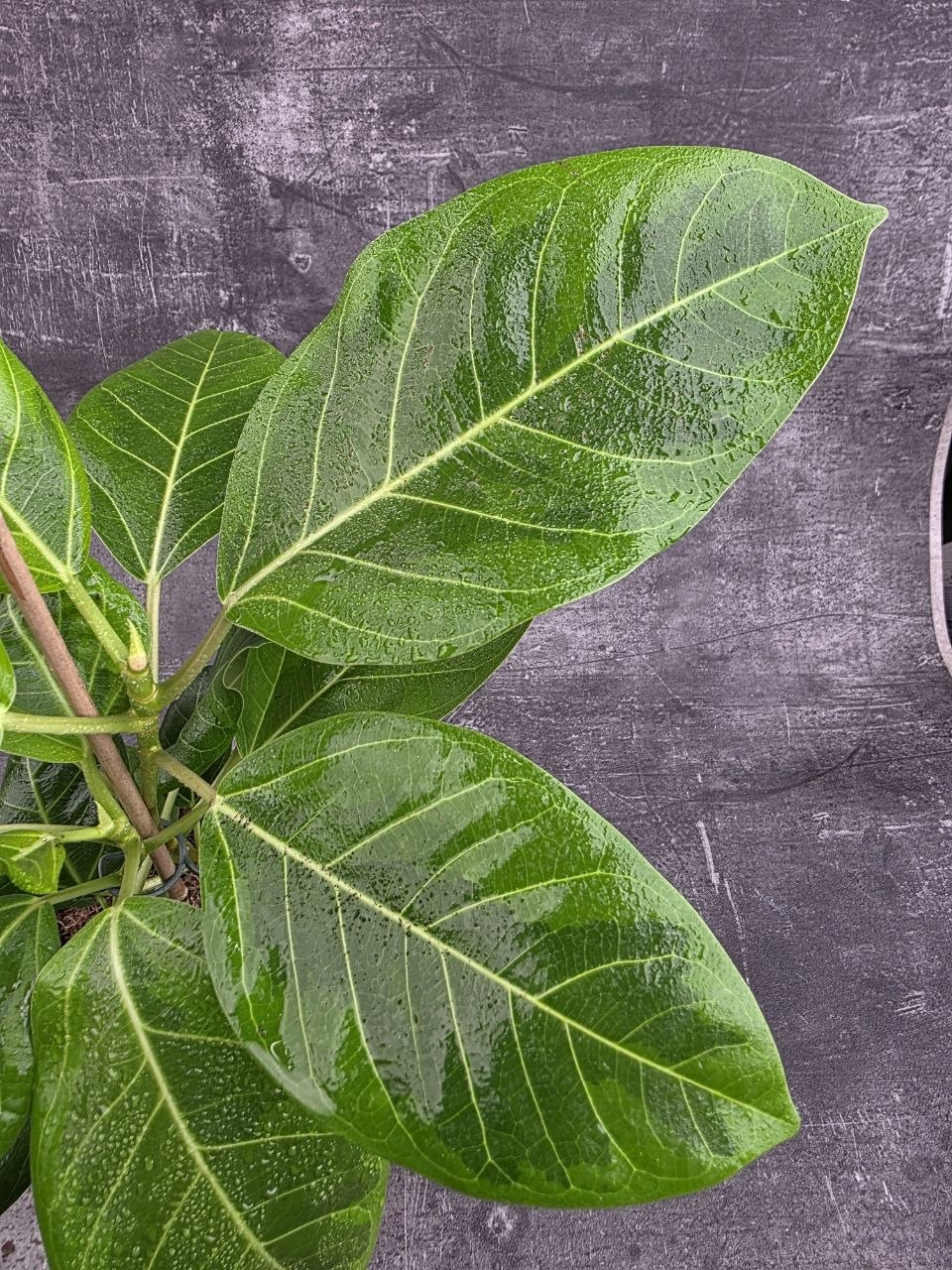 Ficus Altissima Yellow