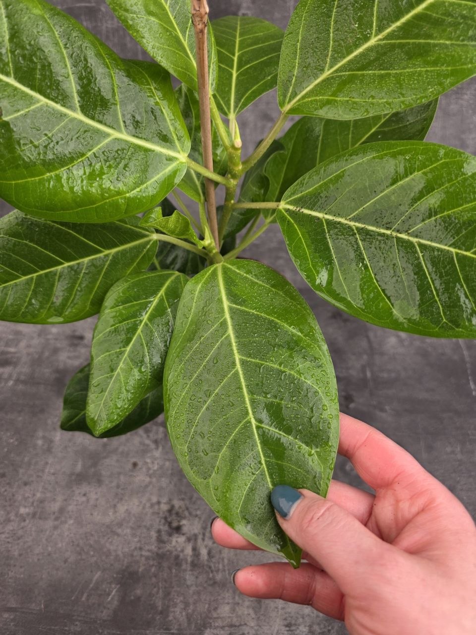 Ficus Altissima Yellow
