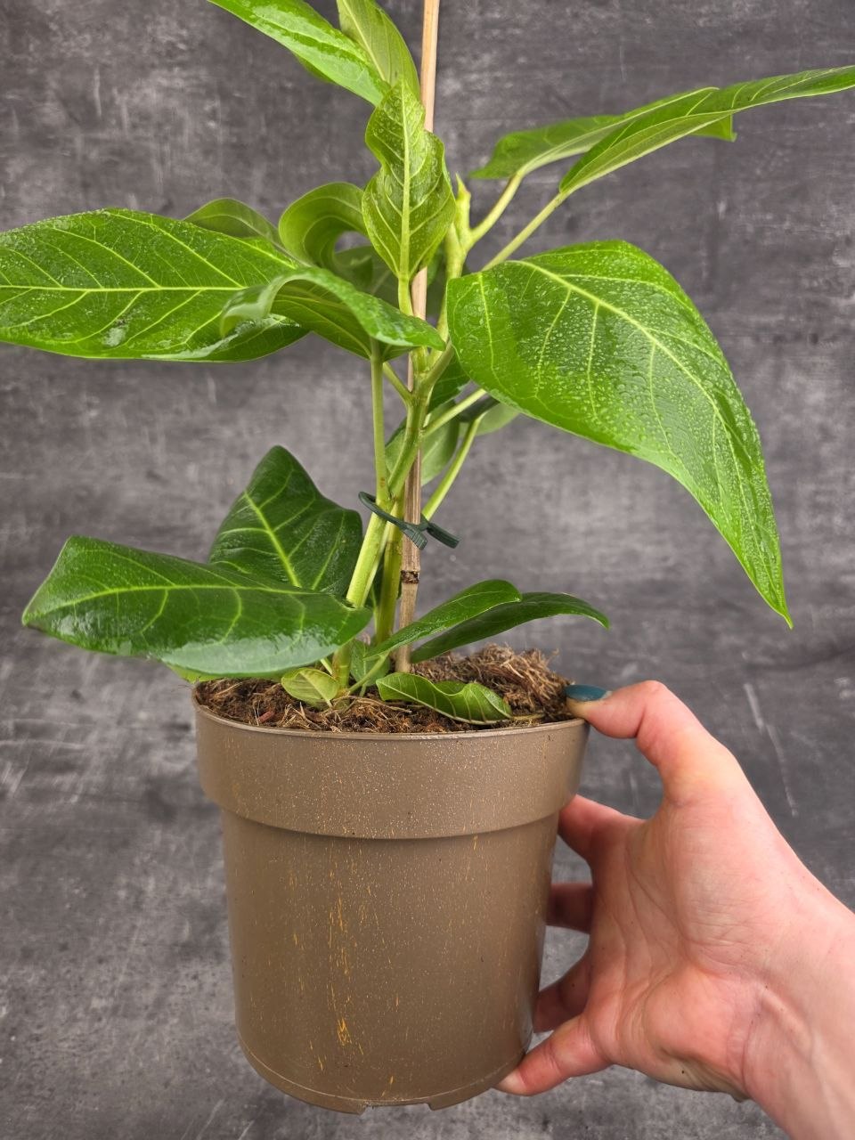 Ficus Altissima Yellow