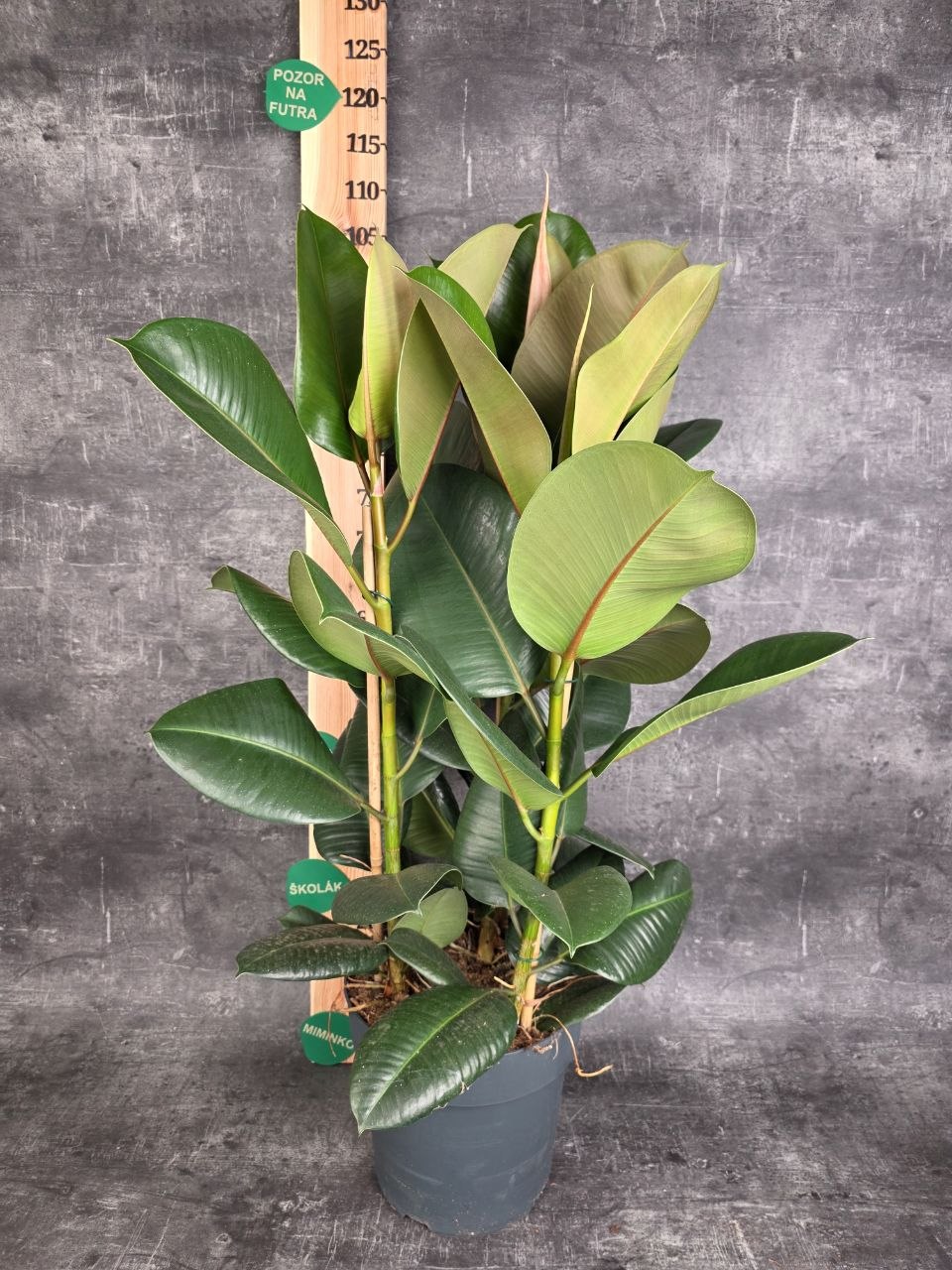 Ficus Elastica Robusta XXL