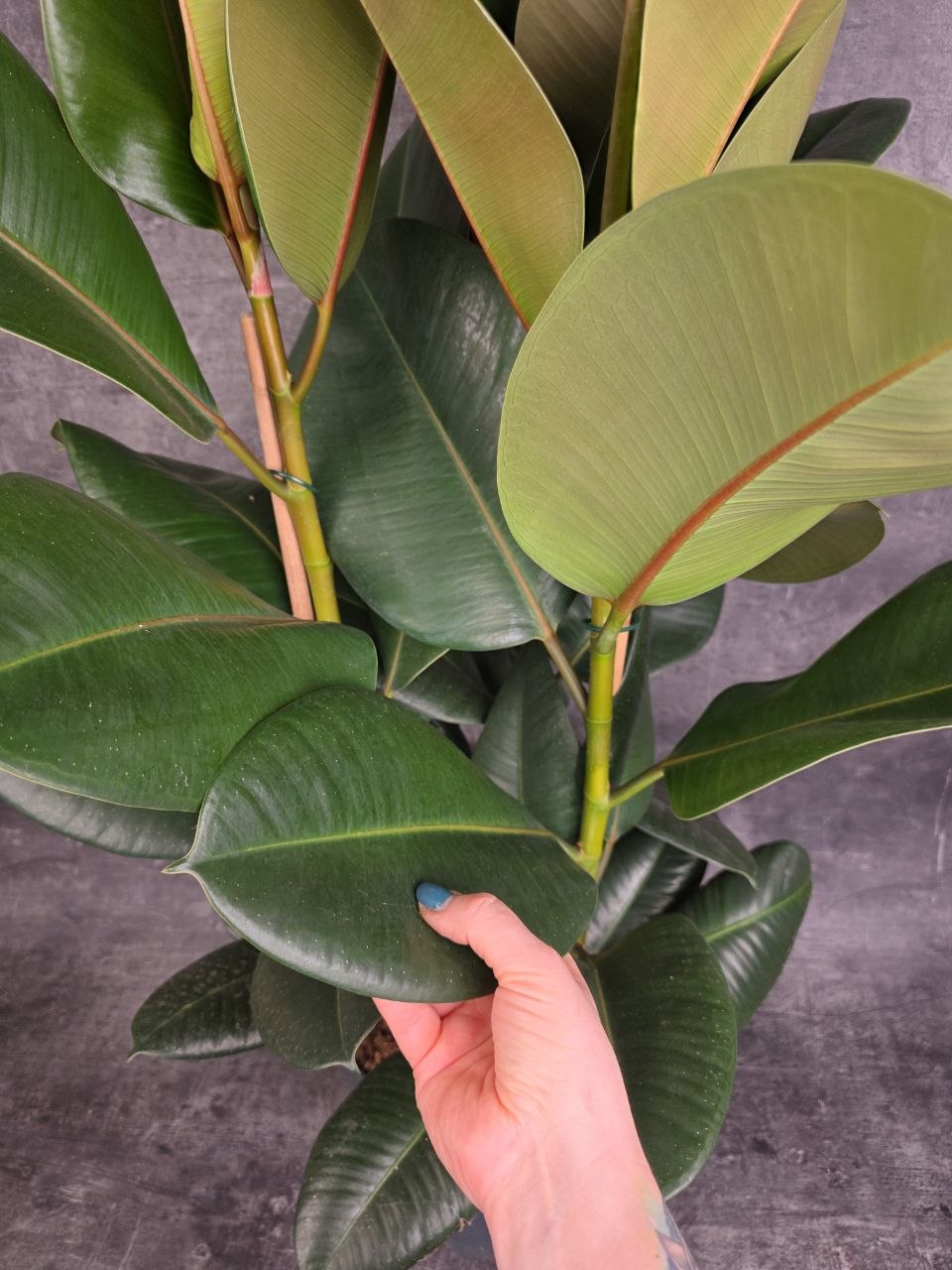 Ficus Elastica Robusta 12 cm