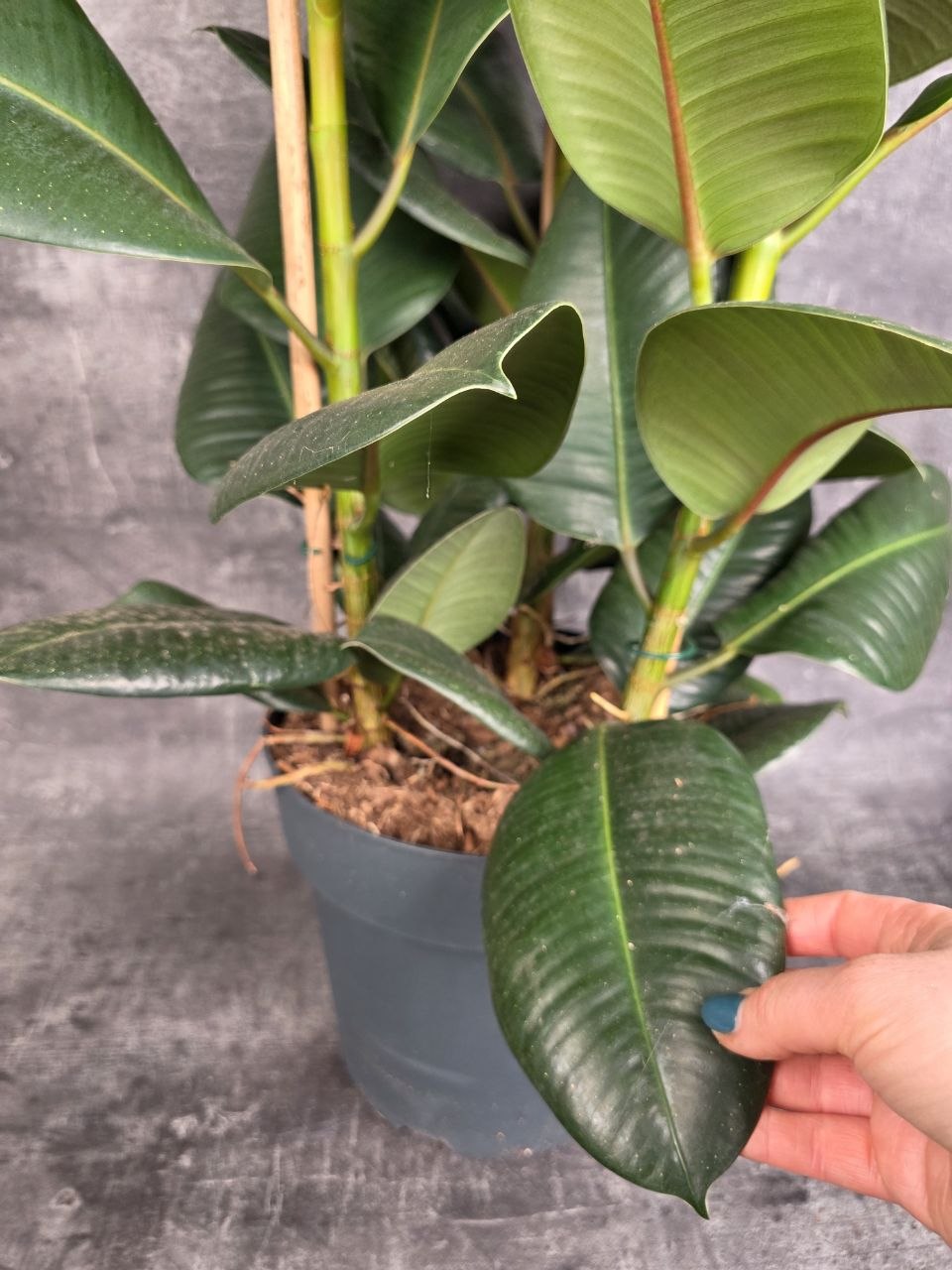Ficus Elastica Robusta XXL