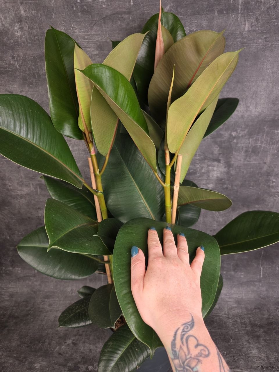 Ficus Elastica Robusta XXL