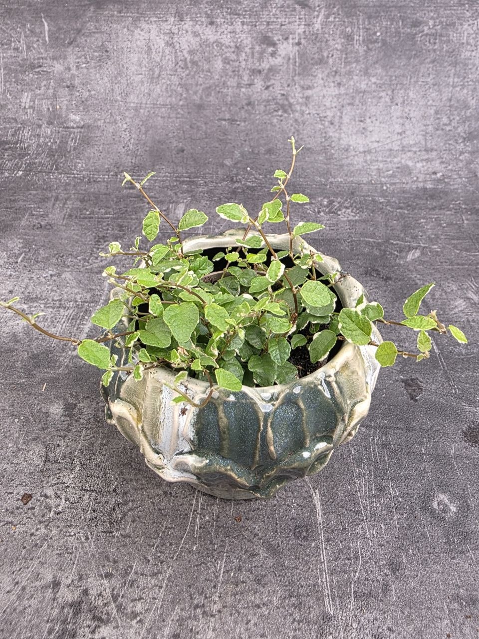 Ficus Pumilla