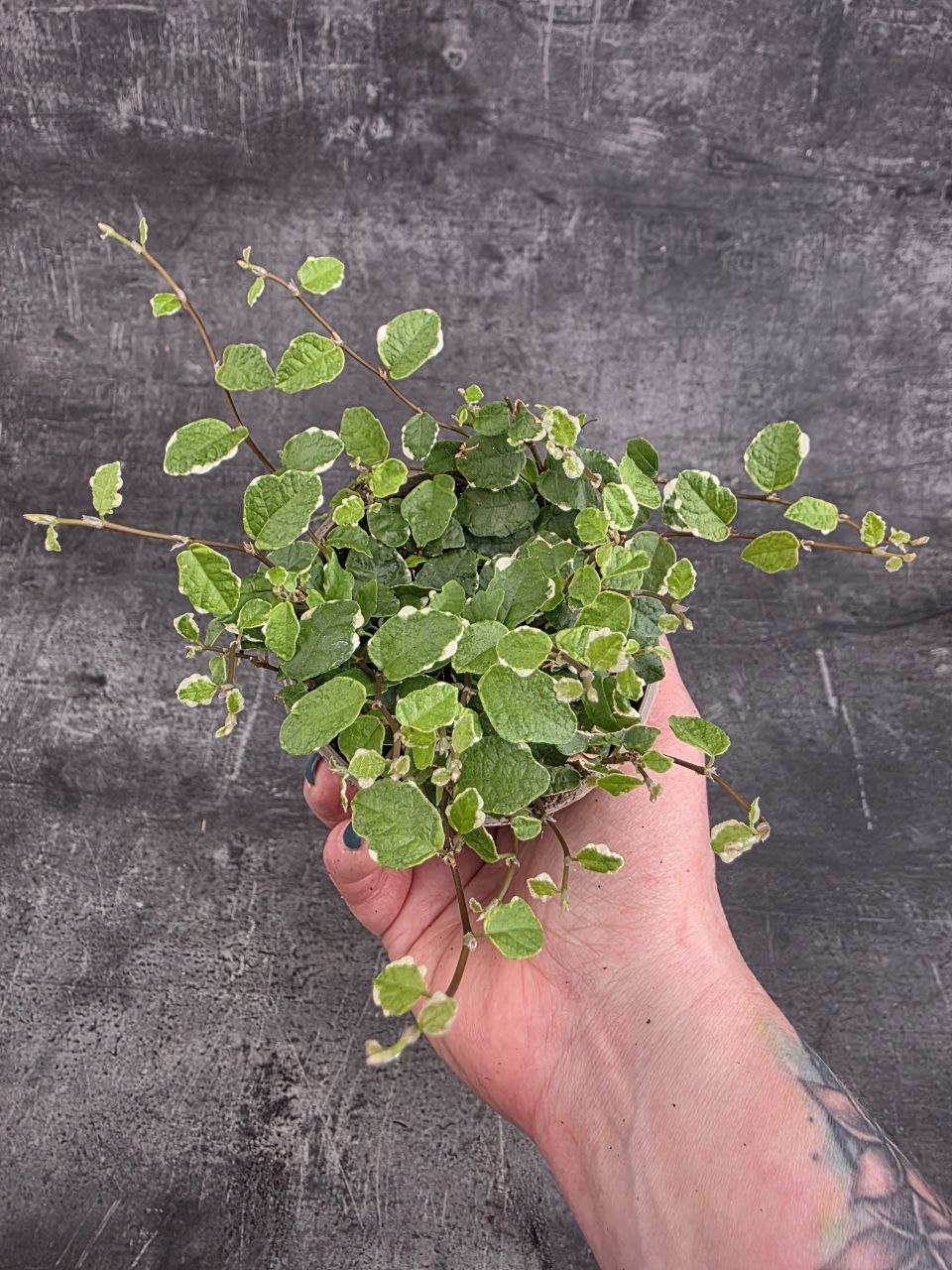 Ficus Pumilla