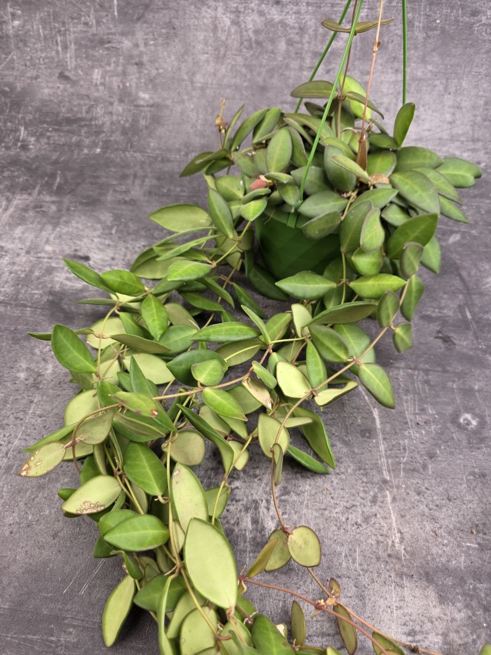 Hoya Burtoniae 12 cm závěs XXL