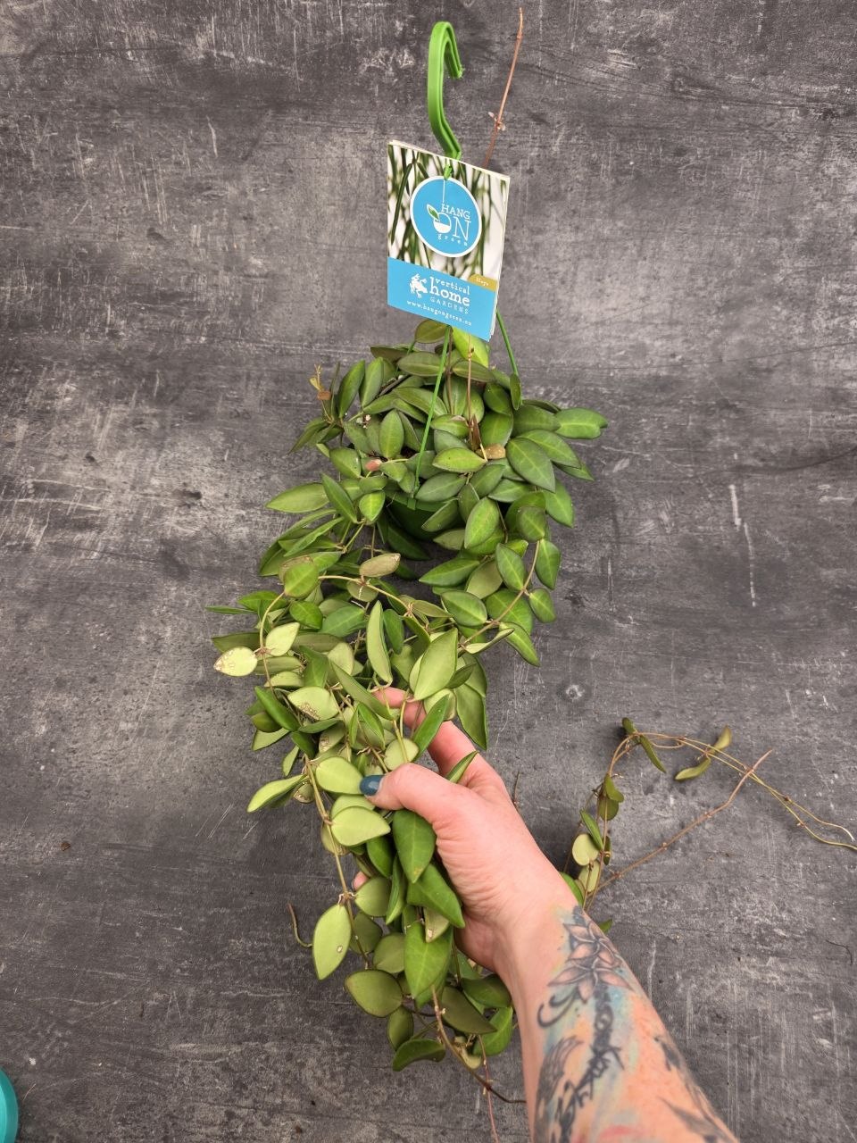 Hoya Burtoniae 12 cm závěs XXL