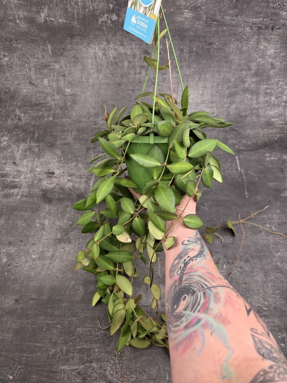 Hoya Burtoniae 12 cm závěs XXL