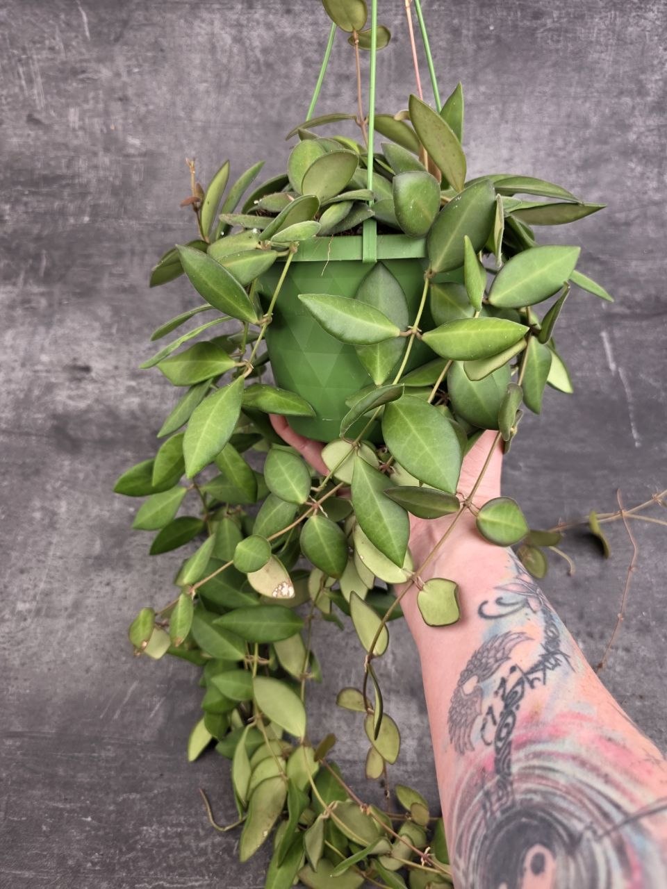 Hoya Burtoniae 12 cm závěs XXL