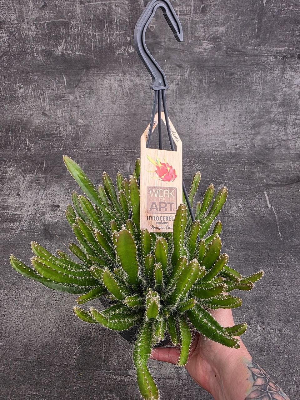 Hylocereus Undatus závěs 