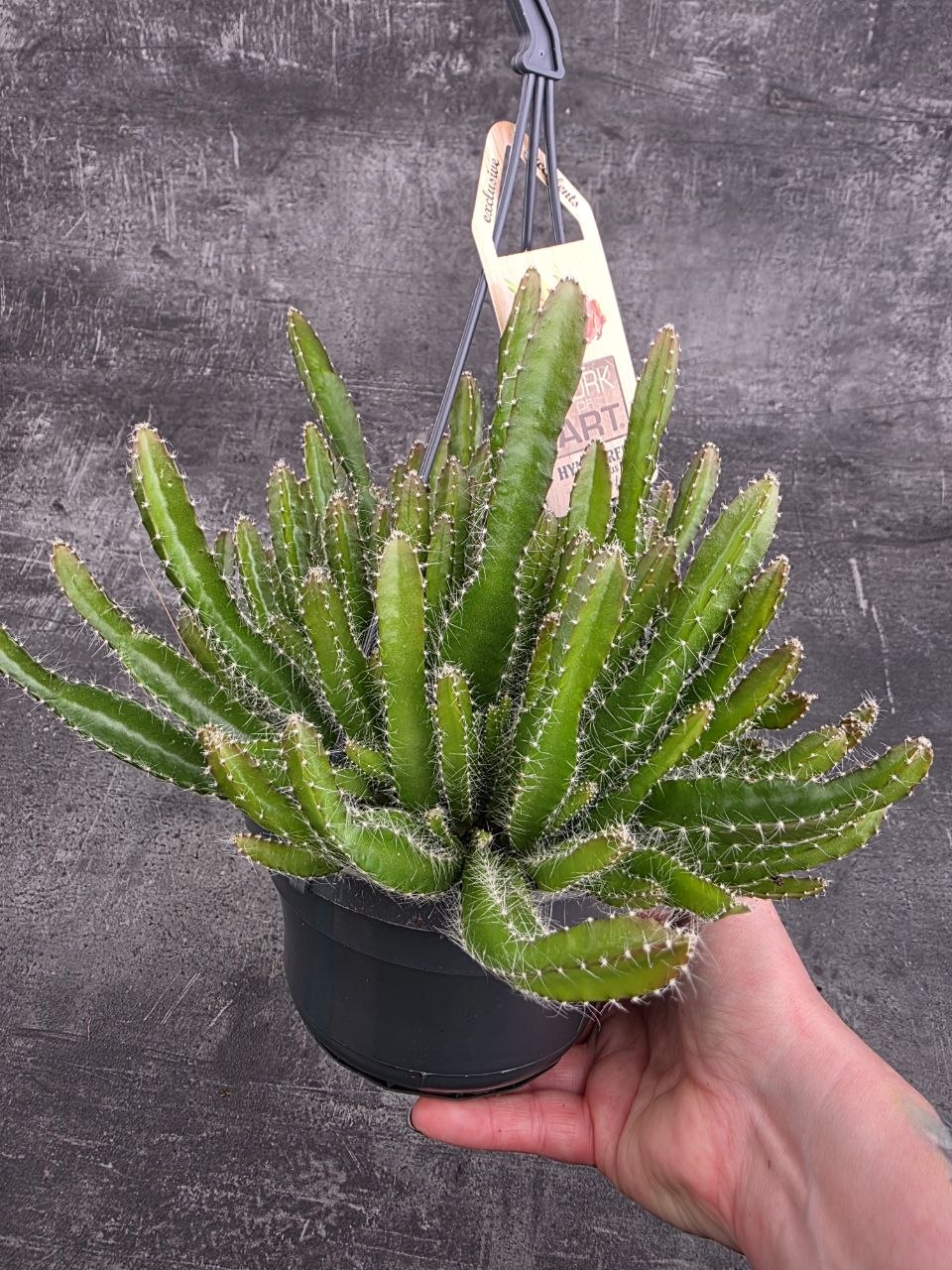 Hylocereus Undatus závěs 