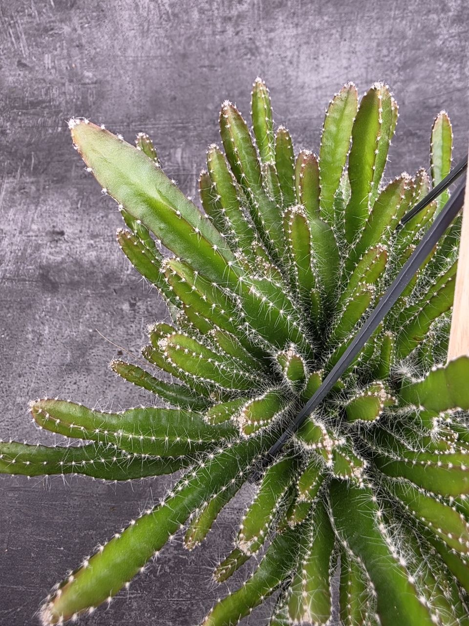 Hylocereus Undatus závěs 