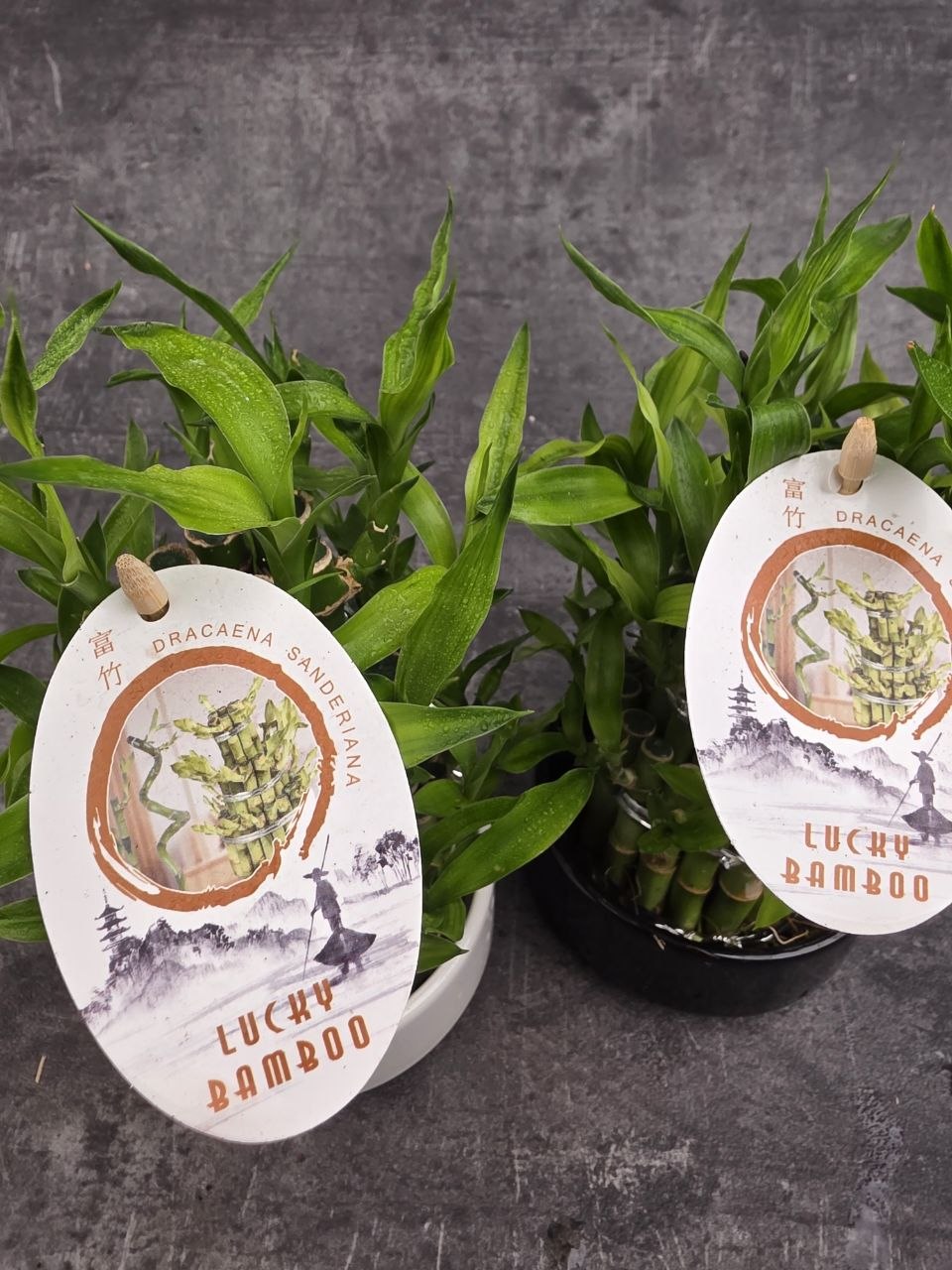 Bambus LUCKY BAMBOO piramida v keramickém obalu