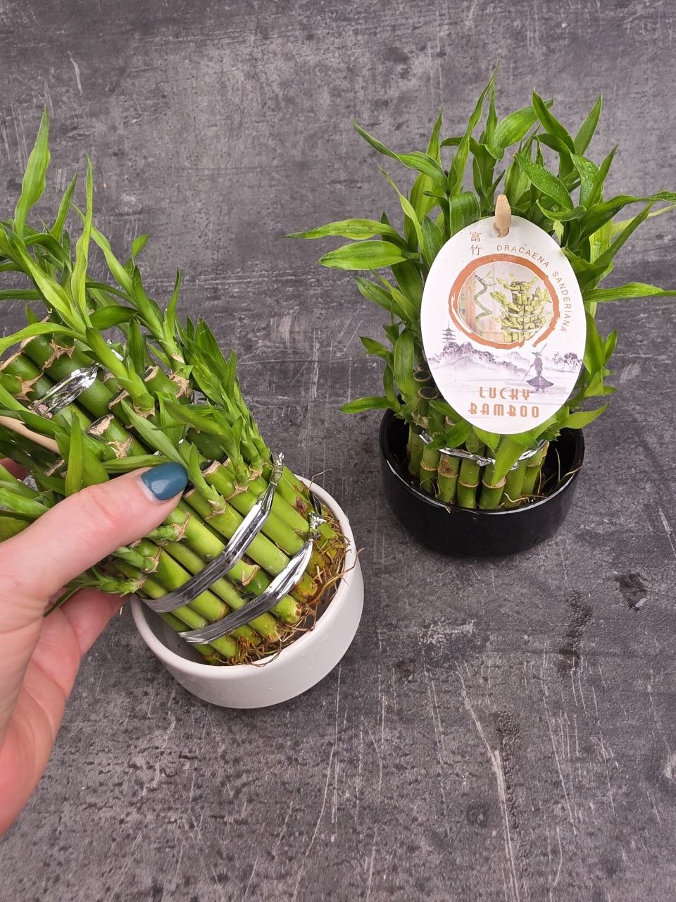 Bambus LUCKY BAMBOO piramida v keramickém obalu