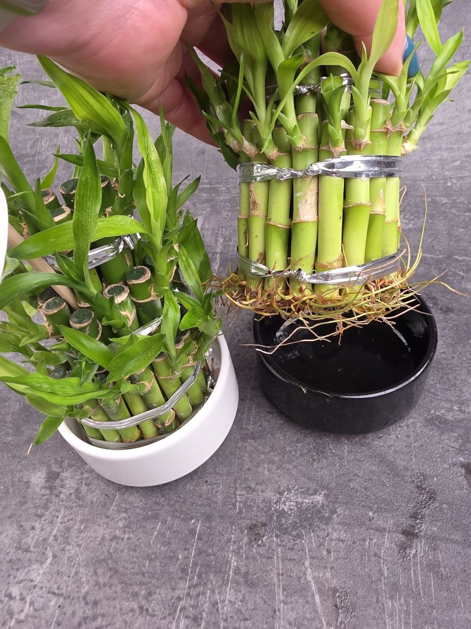 Bambus LUCKY BAMBOO piramida v keramickém obalu