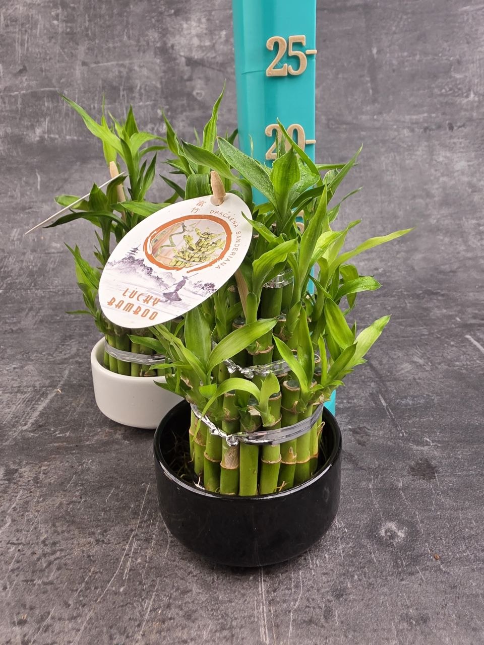 Bambus LUCKY BAMBOO piramida v keramickém obalu