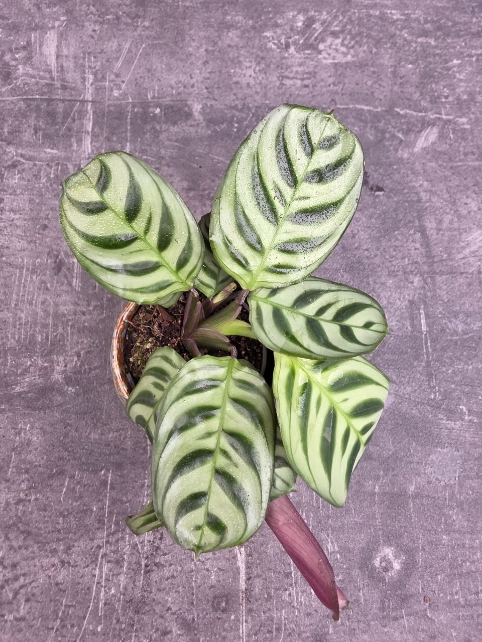 Calathea amagris mini