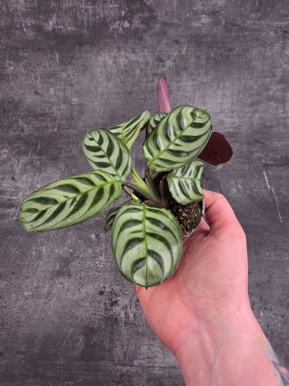 Calathea amagris mini