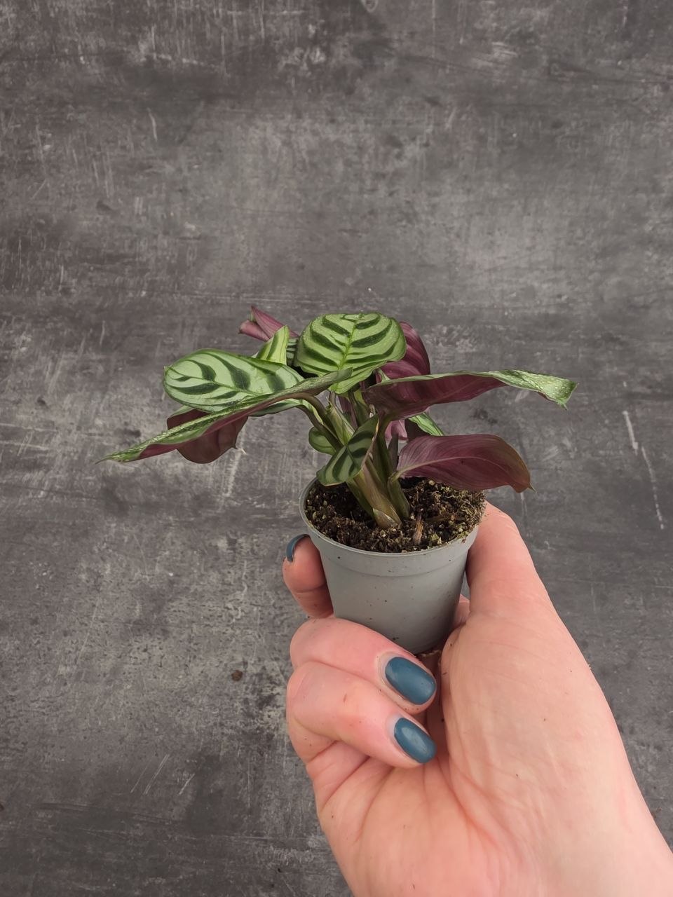 Calathea amagris mini