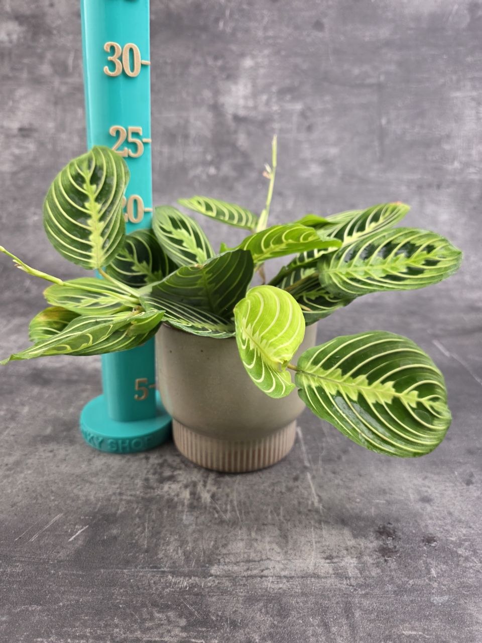 Marantha Leuconeura Lemon Lime