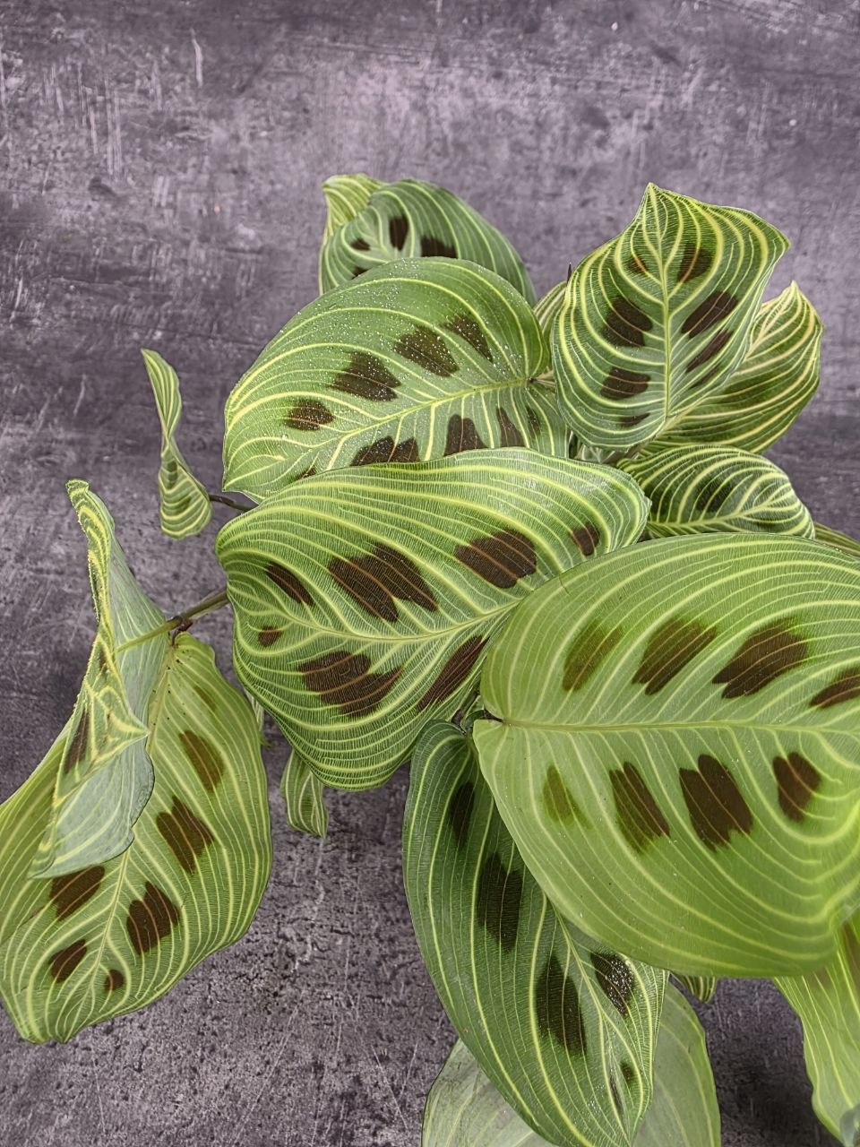 Maranta leuconeura ‘Kerchoveana Variegata’