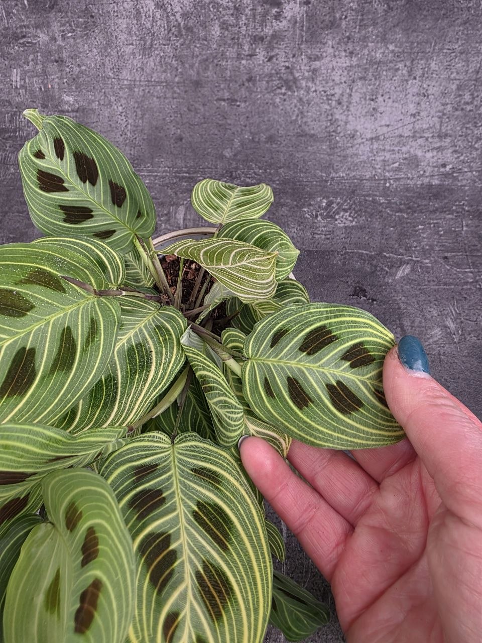 Maranta leuconeura ‘Kerchoveana Variegata’