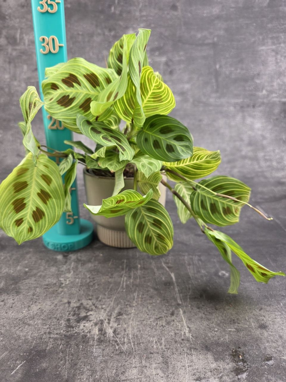 Maranta leuconeura ‘Kerchoveana Variegata’