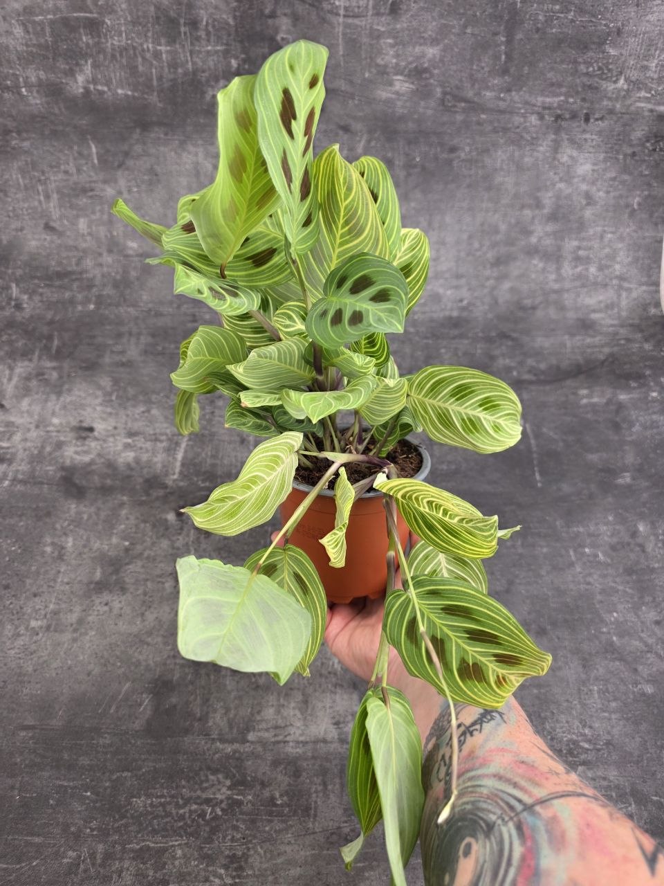 Maranta leuconeura ‘Kerchoveana Variegata’