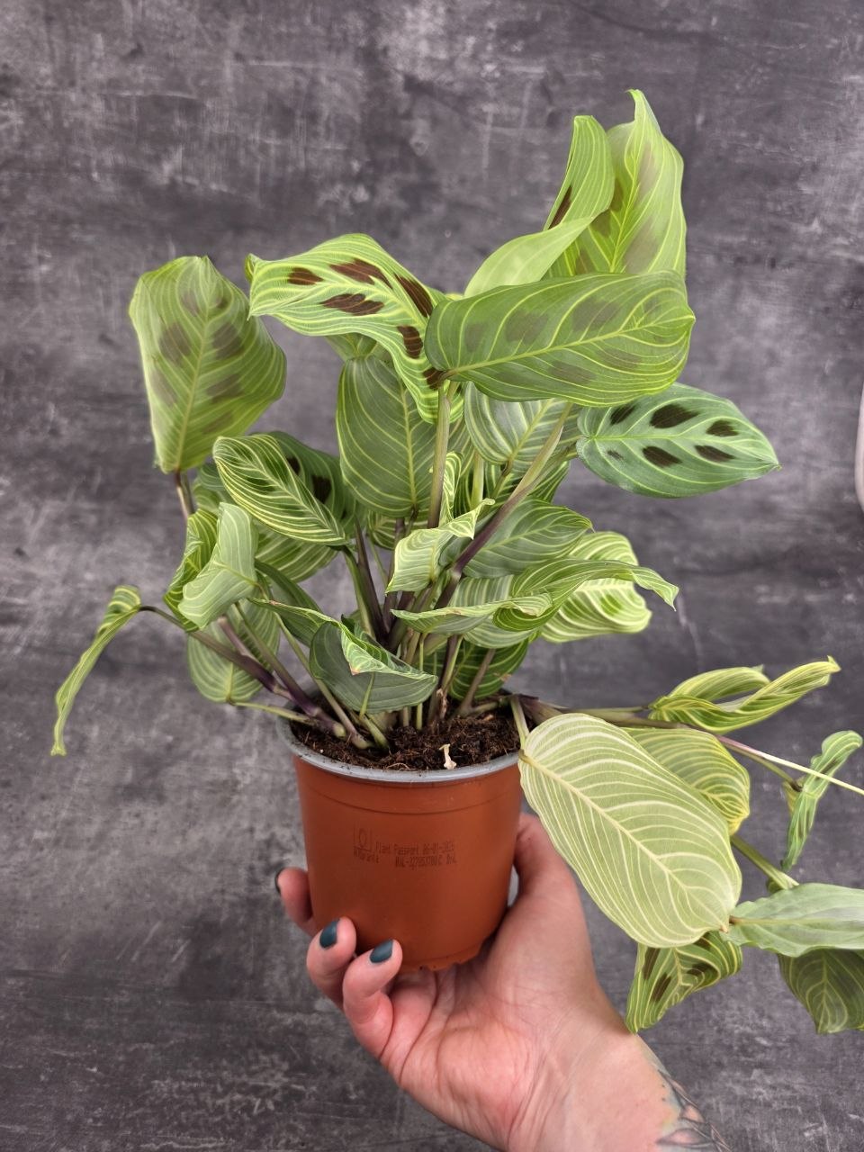 Maranta leuconeura ‘Kerchoveana Variegata’