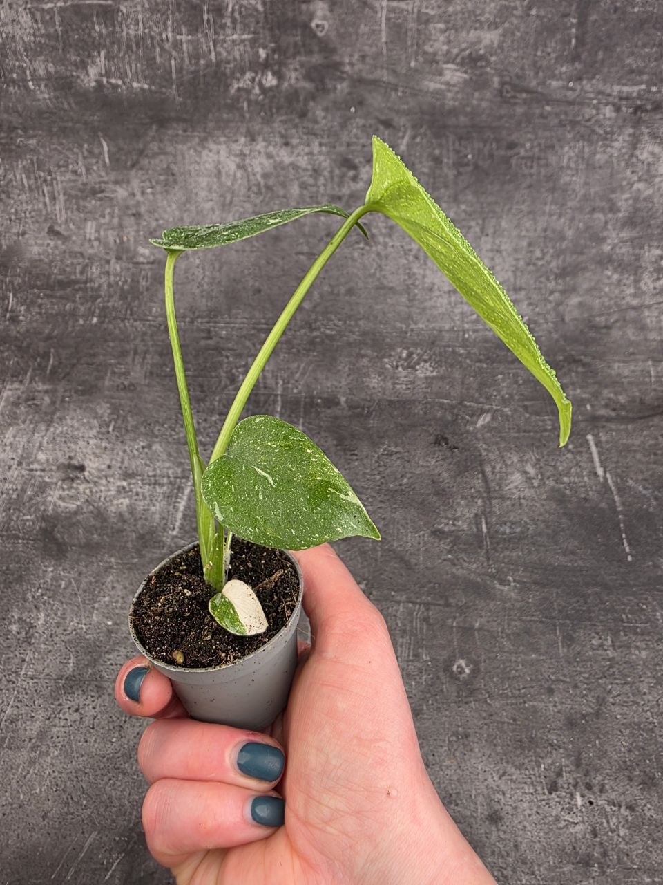 Monstera Thai Constellation mini