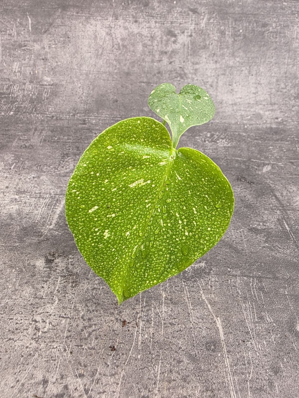 Monstera Thai Constellation mini