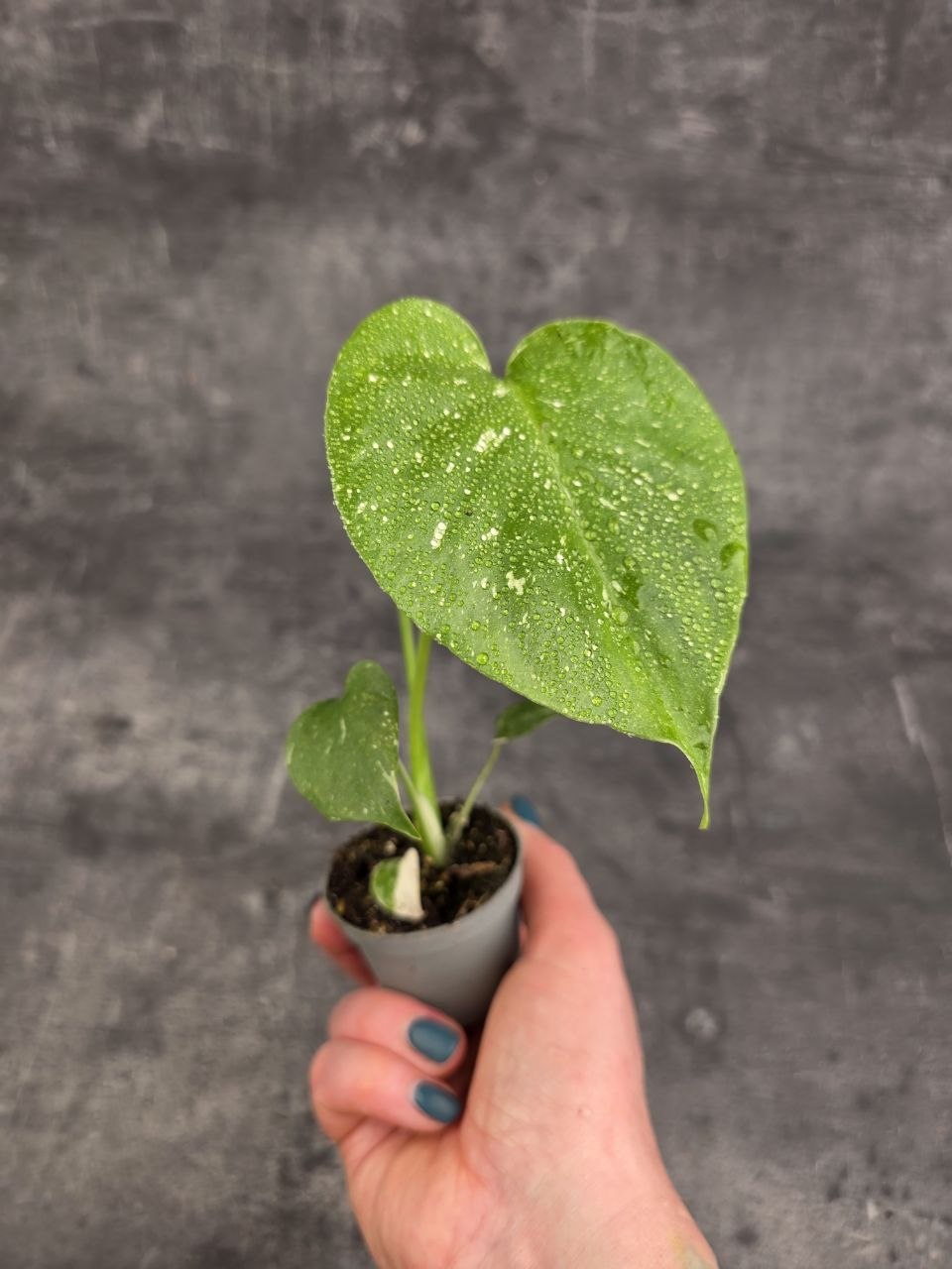 Monstera Thai Constellation mini