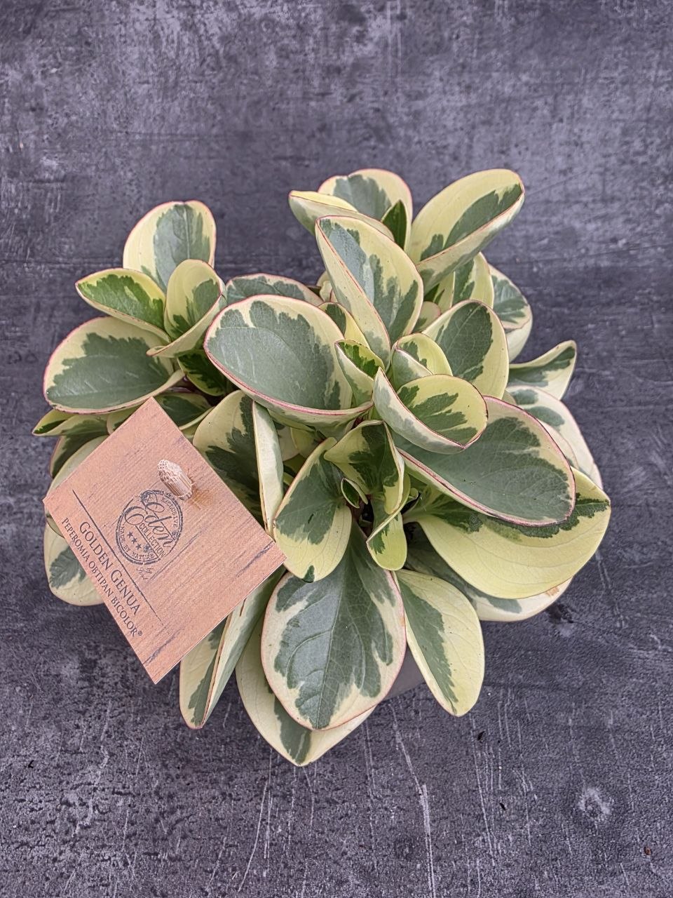 Peperomia Gold 