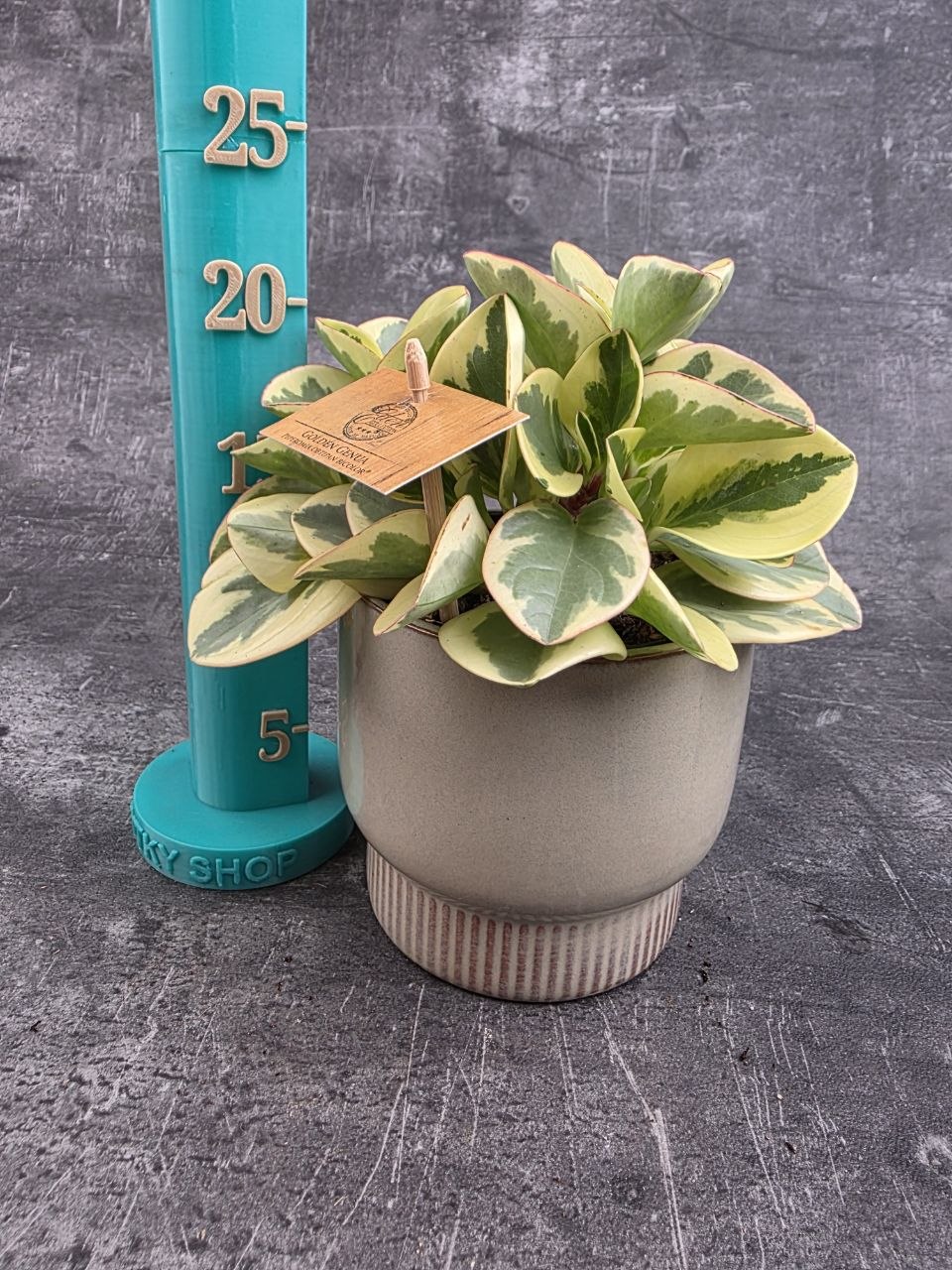 Peperomia Gold 